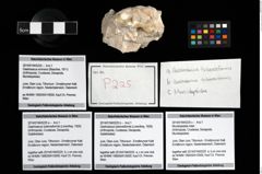 Foto (Objekt + Etikett) von Munidopsidae indet.  (NHMW-GEO-2014-0194-0225c)